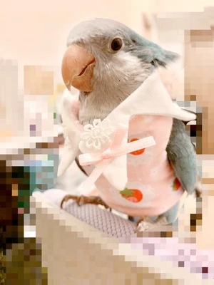 Одежда с птицами ручная работа одежда попугай мягкая ткань попугай косплей костюм птица милый Летающий костюм домашнее животное птица пеленки M6171