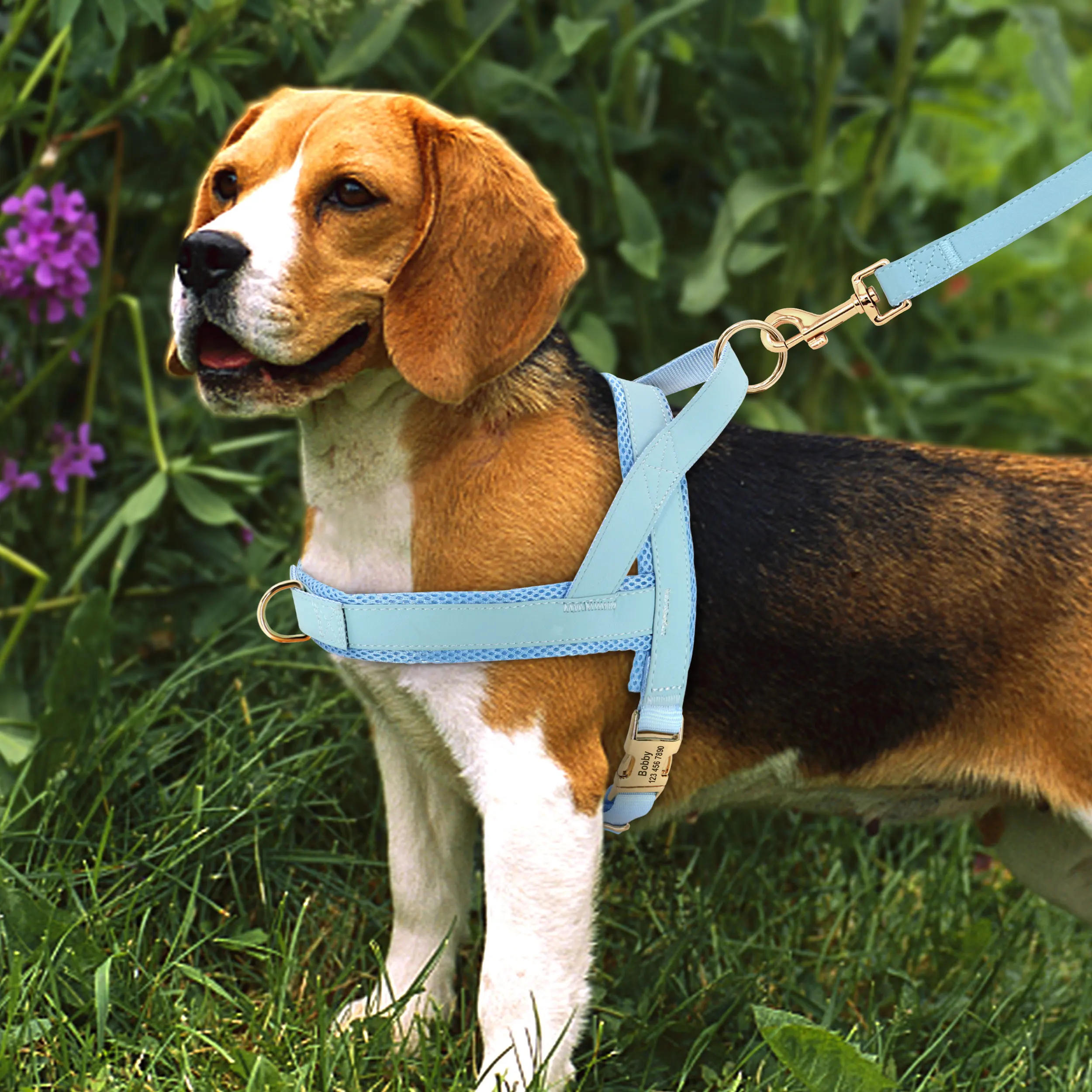 médios grandes cães animais de estimação andando corda de chumbo