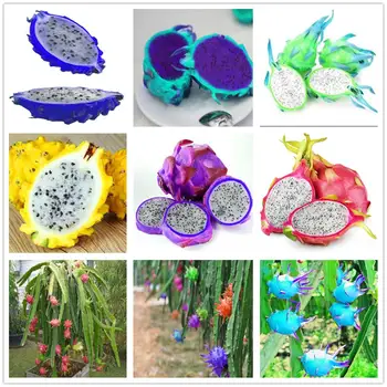 

Plant Flower Bath Salts pitaya Essence 100Pcs XZZ-272