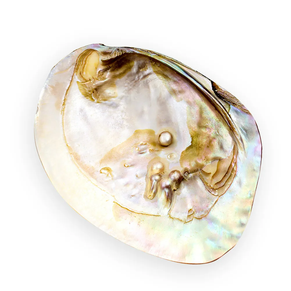 

13-18cm Natural Freshwater Pearl Shell Oyster Mother of Pearl Nautical Home Decor Beach Clam Shell for DIY Jewelry Making Crafts