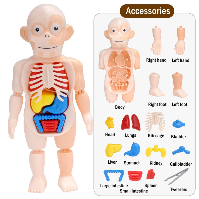 Montessori Anatomy Game Board Blocks Interactive DIY Miniature Human Body 