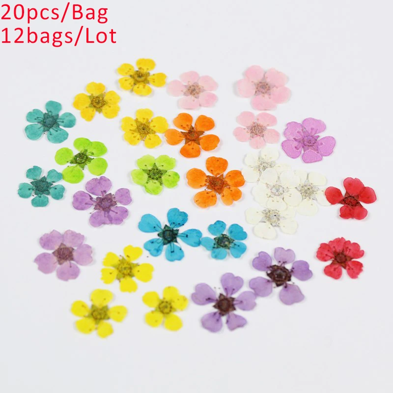 240pcs/Lot Dried Daffodils Flowers for Nail Art Plum Blossom Crafts Pressed Small Narcissus DIY Photo Frame Resin Jewelry | Дом и сад