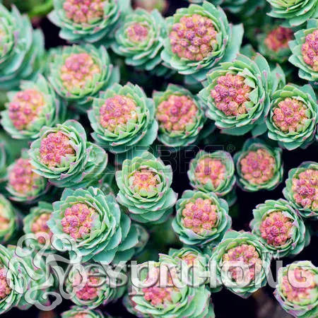 100 шт Sedum завод Немецкий импорт горшечных цветов sedum суккуленты излучения чудесный мясистый бонсай фиолетовый Богиня милости