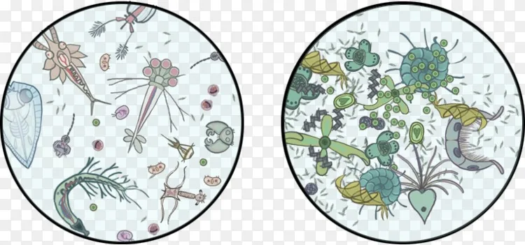 浮游植物剪贴画浮游动物画尤达你说得对png图片素材免费下载 图片编号 Png素材网 浮游植物剪贴画浮游动物画尤达你说得对png图片素材免费下载 图片编号 Png素材网