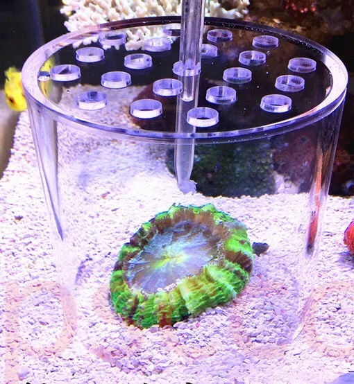 SPS LPS коралловый питатель Улучшенный кормушка акриловый для кормления морские