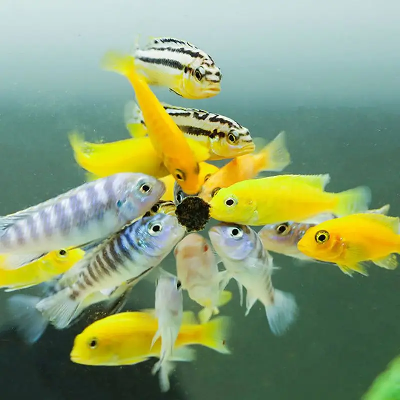 150ML Small Special Nutritious Dried Fish Food Tropical Veggie Pet Eating Feeding
