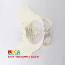 1: 1 Женский таз модель подвздошный изгиб Лобковая демонстрационная модель таза обучение медицине Mgp008