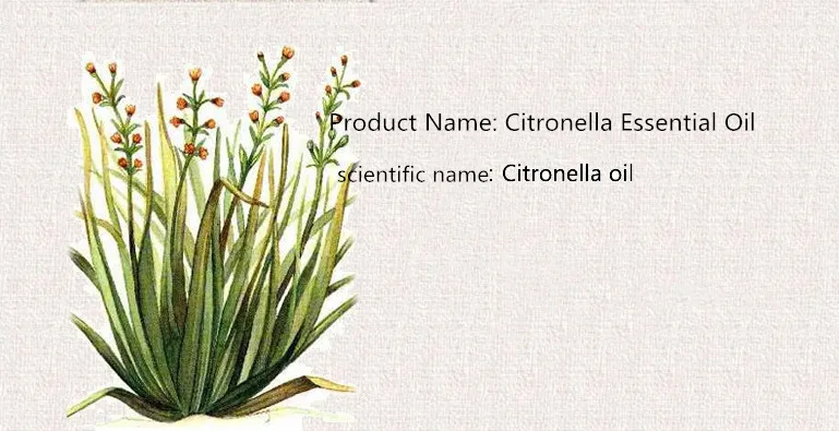 

Citronella oil 50ml. Natural mosquito repellent citronella oil aromatherapy refreshing. Mosquito repellent. Remove odor