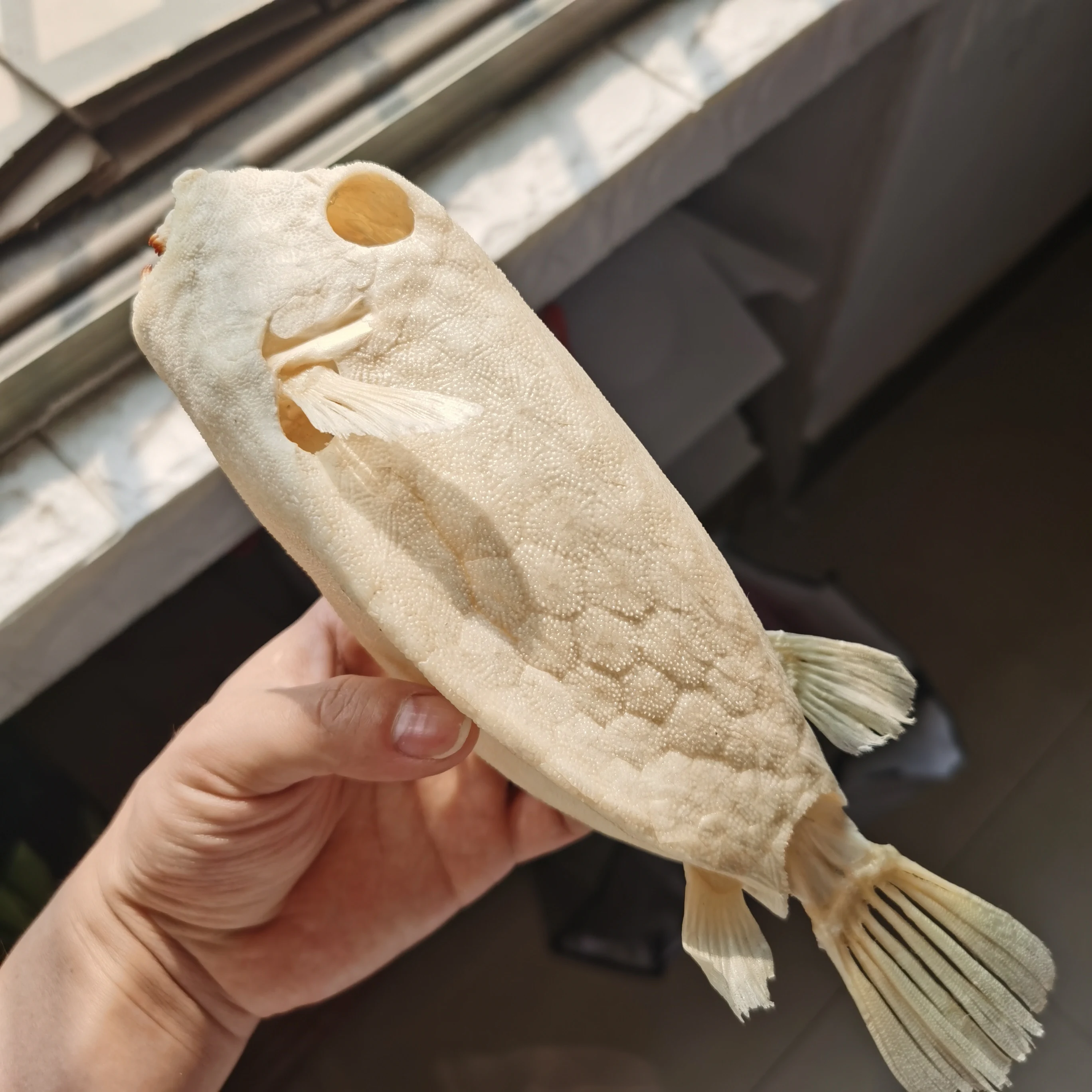 Реалистичные образцы животных Taxidermy самшит скелет ковбой коуб лактория корнута