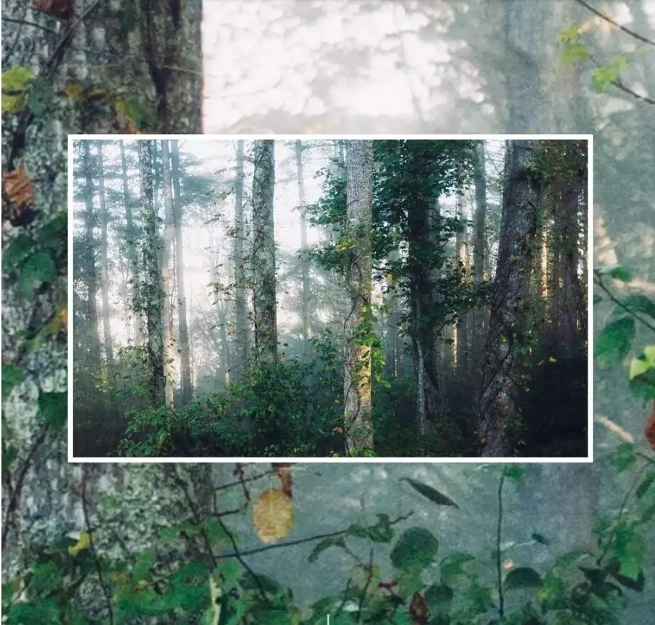 decorativa, material auto-adesivo, foto