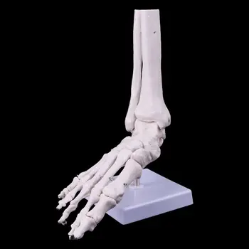 

Life size Foot Ankle Joint Anatomical Skeleton Model Display Study Tool