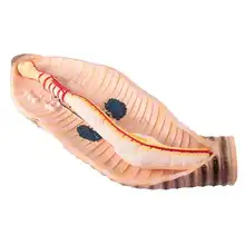 

Earthworm anatomy scale model primary school junior high school biology experiment equipment teaching aids instrument