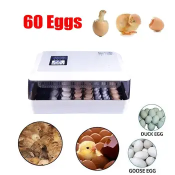 

60 Eggs Egg Incubator Automatic Egg Incubator Hatcher Clear Egg Turning Temperature Control Poultry Hatcher Farm Hatchery Home