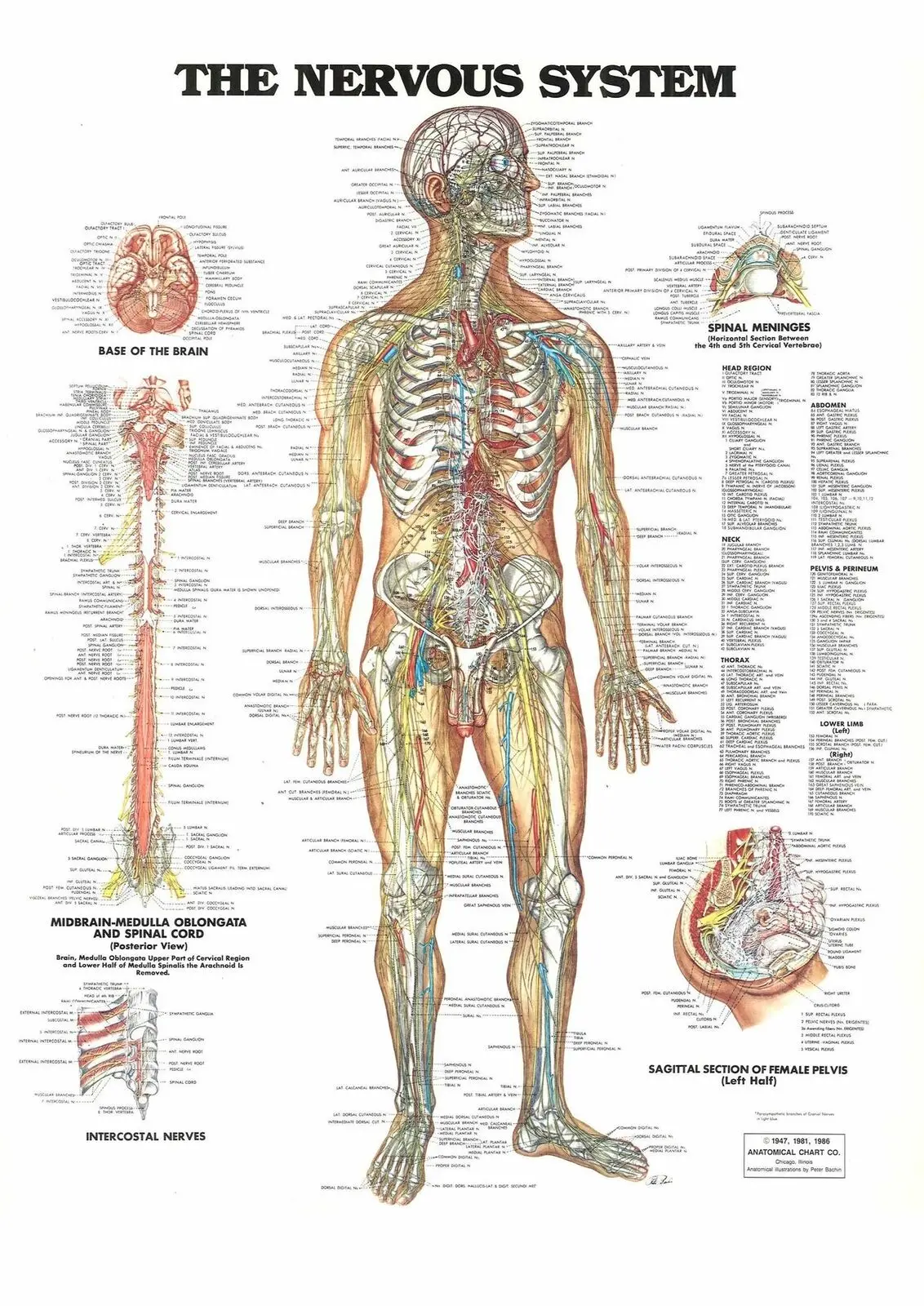 Компьютерная схема человеческого тела нервной системы Художественная печать
