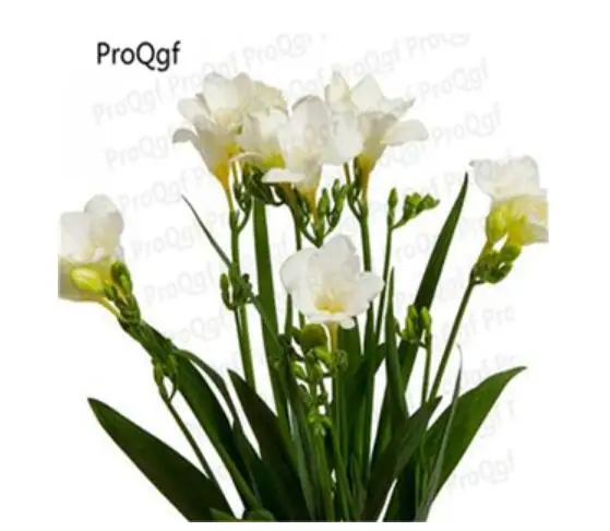 Ngryise 20 шт набор Freesia hybrida - Цвет: 6