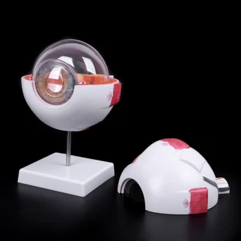 

Free shipping Eyeball Model Anatomical Eyeball Model Medical Learning Aid Teaching Instrument Medical Science Teaching Resources
