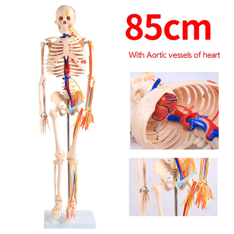 Chinon 85cm Life Size Human Anatomical Skeleton Skull Anatomy Body Model Medical Science Teaching Tools Supplies BIX-A1003