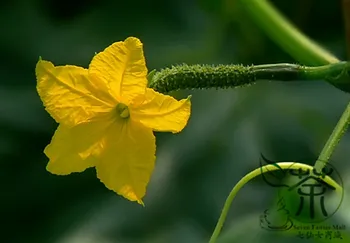

Cucumis Sativus Common Cucumber Huanggua