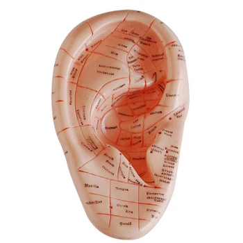 

English Version Ear Acupuncture Earpins Model Model Auricular Application Model Ear Acupuncture Points Model
