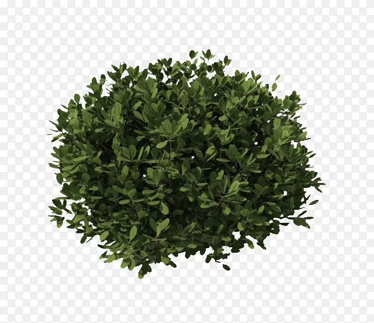 灌木植物剪贴画 灌木丛植物pngpng图片素材免费下载 图片编号5906 Png素材网