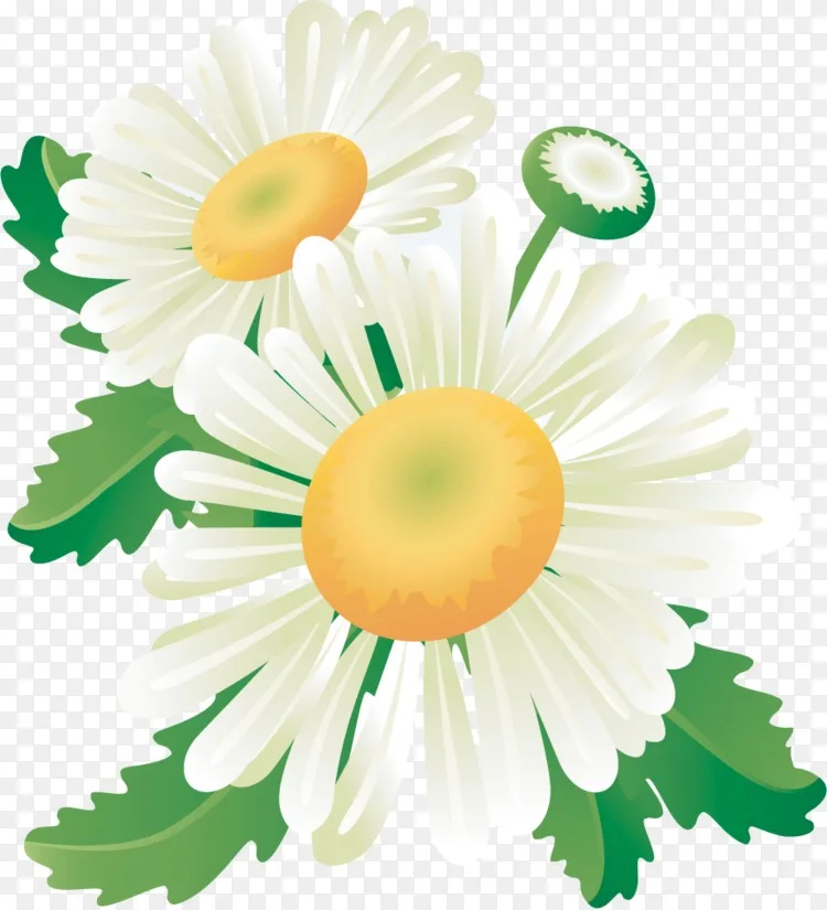 花卉设计横幅普通雏菊夏花png图片素材免费下载 图片编号 Png素材网