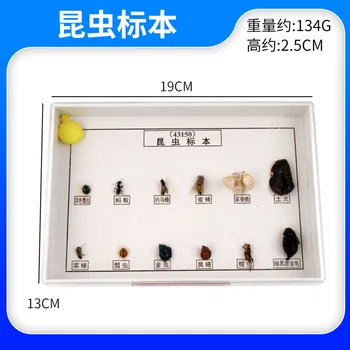 

Three Kinds of Beneficial Three Kinds of pests Insect specimen History Specimen Model Biological Entomology Teaching Aids