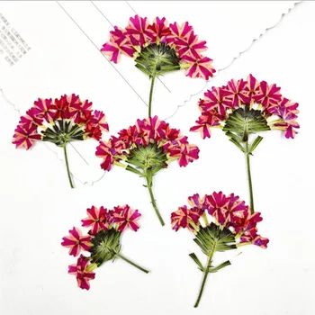 

100pcs 4-6cm Pressed Dried Verbena Hortensis Flower With Stalk For Jewelry Bookmark Postcard Photo Frame Making Craft DIY