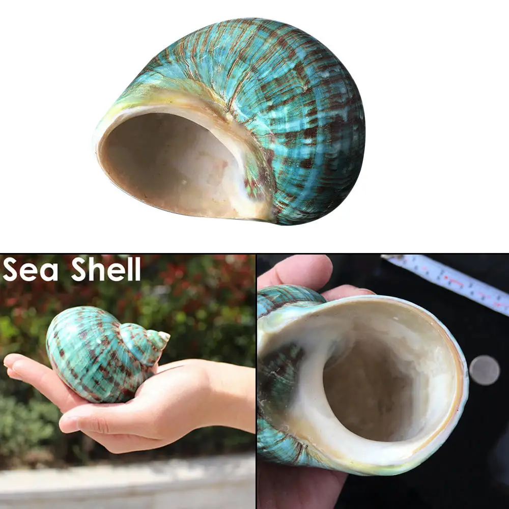 Natural Rare Real Sea Shell Conch Ocean DIY Craft Ashtray Holder Fish Tank Decor 