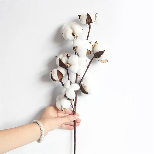 10 Balls Per Stem Cotton Flower Dried Cotton Stems Farmhouse