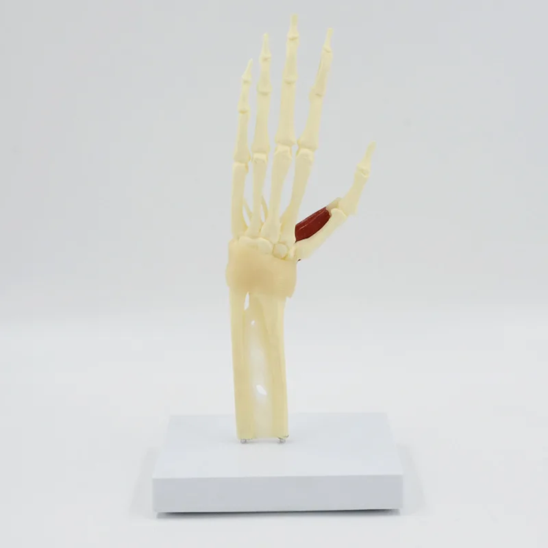 Human Hand Joint Ligament bone Anatomy Model Medical Science Teaching Resources