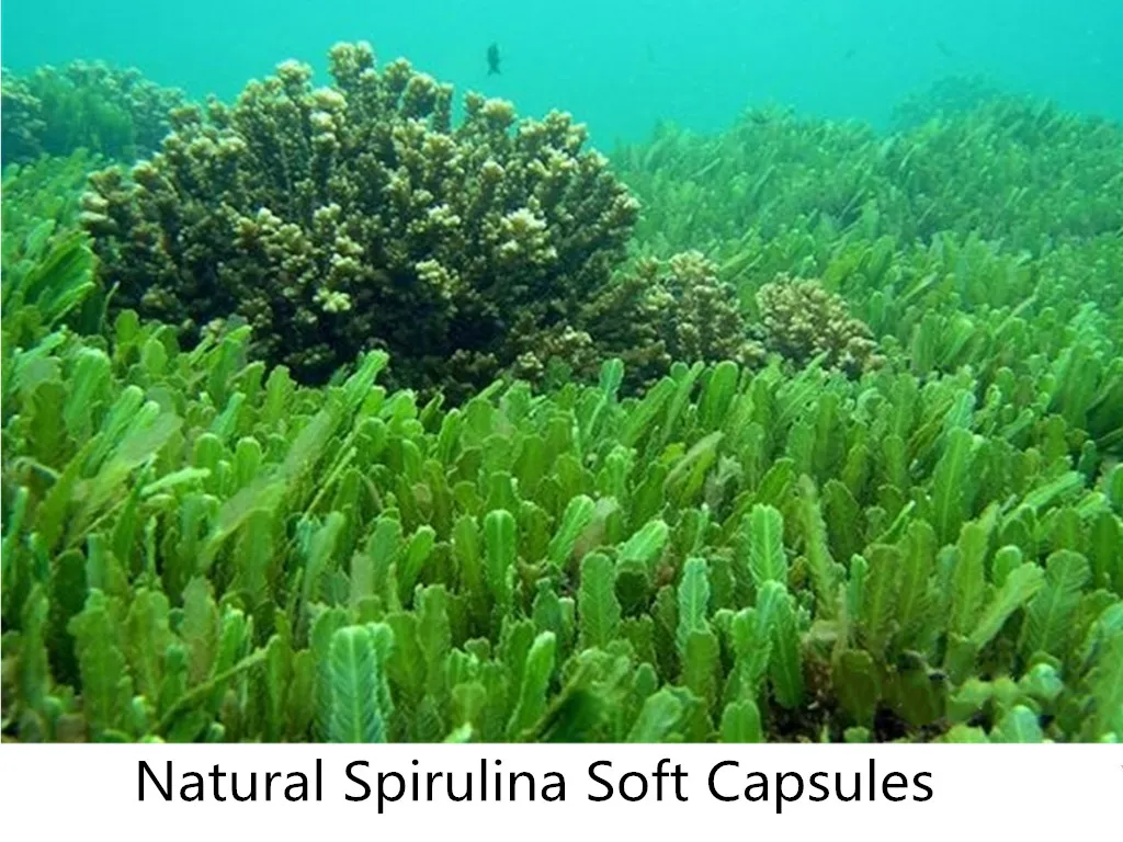 

Natural Spirulina Soft Capsules 100 Capsules Natural Concentrate Purification Protein Mineral Nutrition