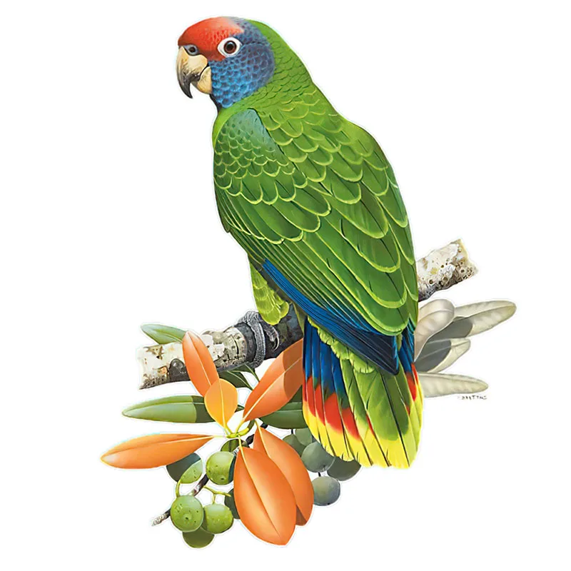 Wall stickers toilet stickers self adhesive wall stickers vinyl stickers vinyl wall stickers self adhesive stickers chalkboard wall stickers chalkboard stickers Three Ratels QCF46 Hand painted Parrot wall sticker for home decoration Toilet sticker