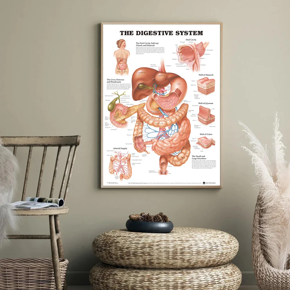 Sistema di Anatomia Umana Muscoli Arte Poster Stampa Corpo