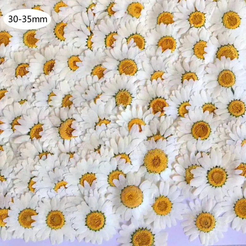 100Pcs Real Natural Dried Pressed Flowers White Daisy Pressed Flower for Resin Jewelry