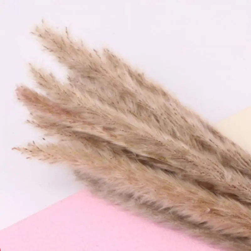 15 шт. засушенный натуральный маленький пампасная трава Phragmites munis, свадебная Цветочная букет высотой от 15 до 50 см для домашнего декора