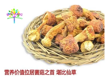 

Mushroom / Agaricus blazei / Agaricus lucidum