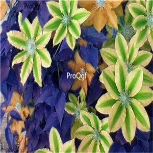 Ngryise 15 шт. набор Clematis florida Root - Цвет: 19
