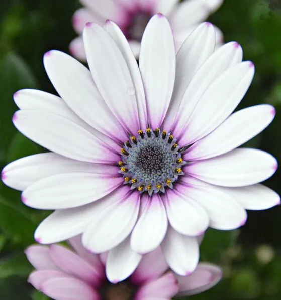 Горячая распродажа! Osteospermum бонсай цветочные горшки синяя Маргаритка цветы для