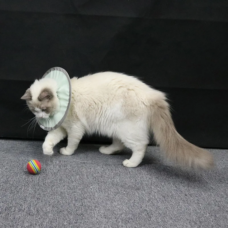 15751845160_1738709376