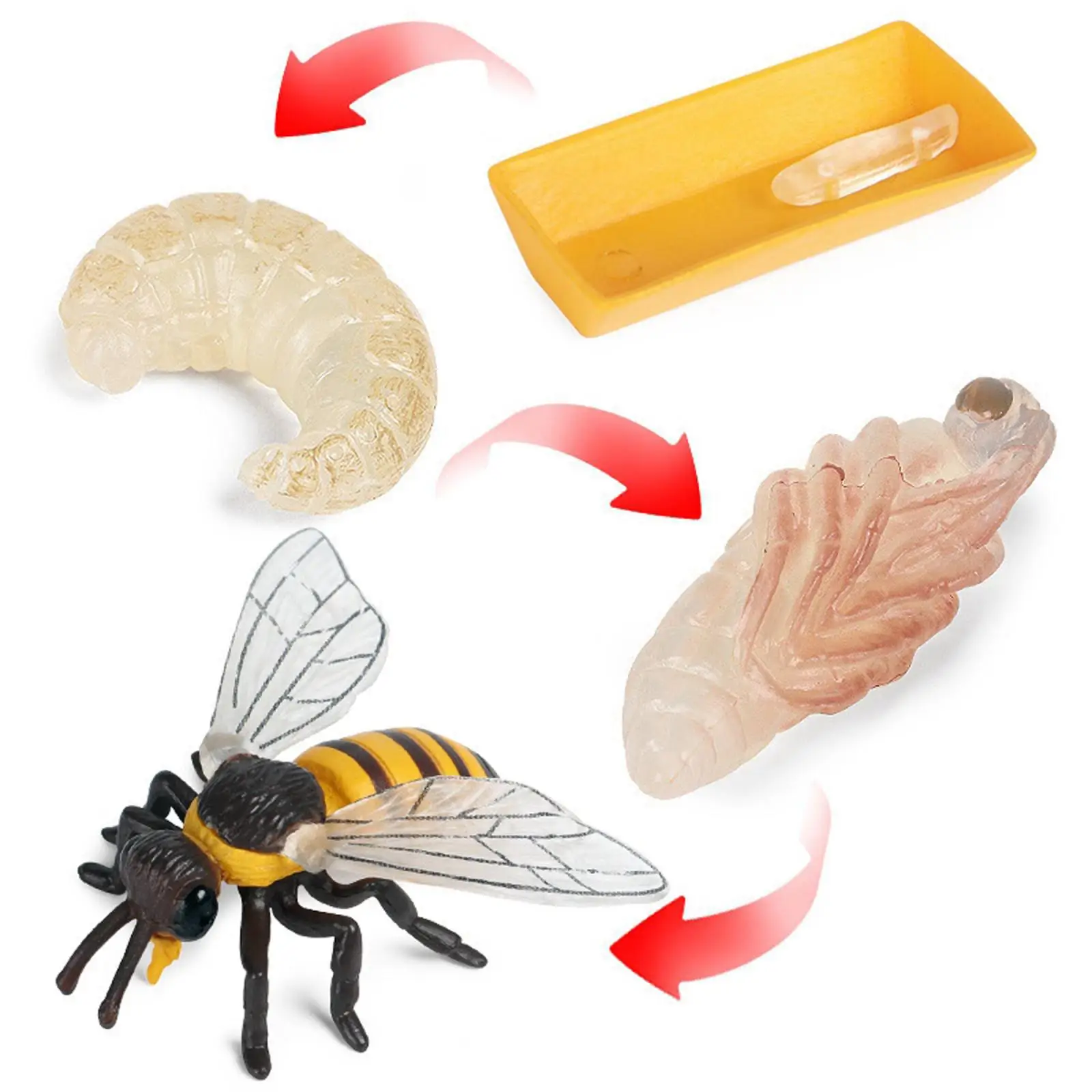 Lot of 4 Nature Bee Growth Cycle Child Education Learning Teaching Toys，Realistic 5