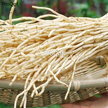 

Ngryise 10Pcs HERBA HOUTTUYNIAE