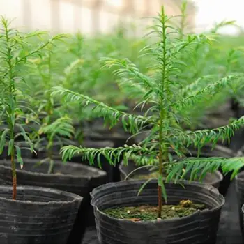 

100Pcs Plastic Nursery Planter Seedlings Planting Flower Pot Home Garden Decor