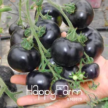 Ограничение по времени! Супер-доступная цена! 100 шт./упак.-Индиго Роуз Черный томат бонсай для фруктов и овощей, сад,# SQRZVF