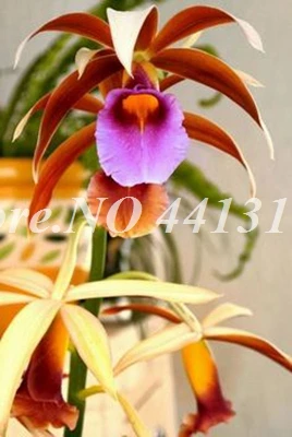 По выгодной цене! 100 шт./пакет бонсай цветок орхидеи для помещений и улицы цветущие комнатные Флор многолетние садовое растение для Декор для дома и сада - Цвет: 100pcs5