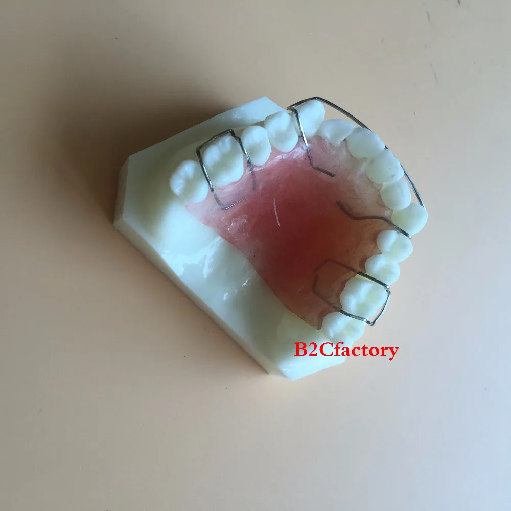 Стоматологическая модель фиксатора Hawley для обучения зубов Модель 3007 01|teeth model|dental