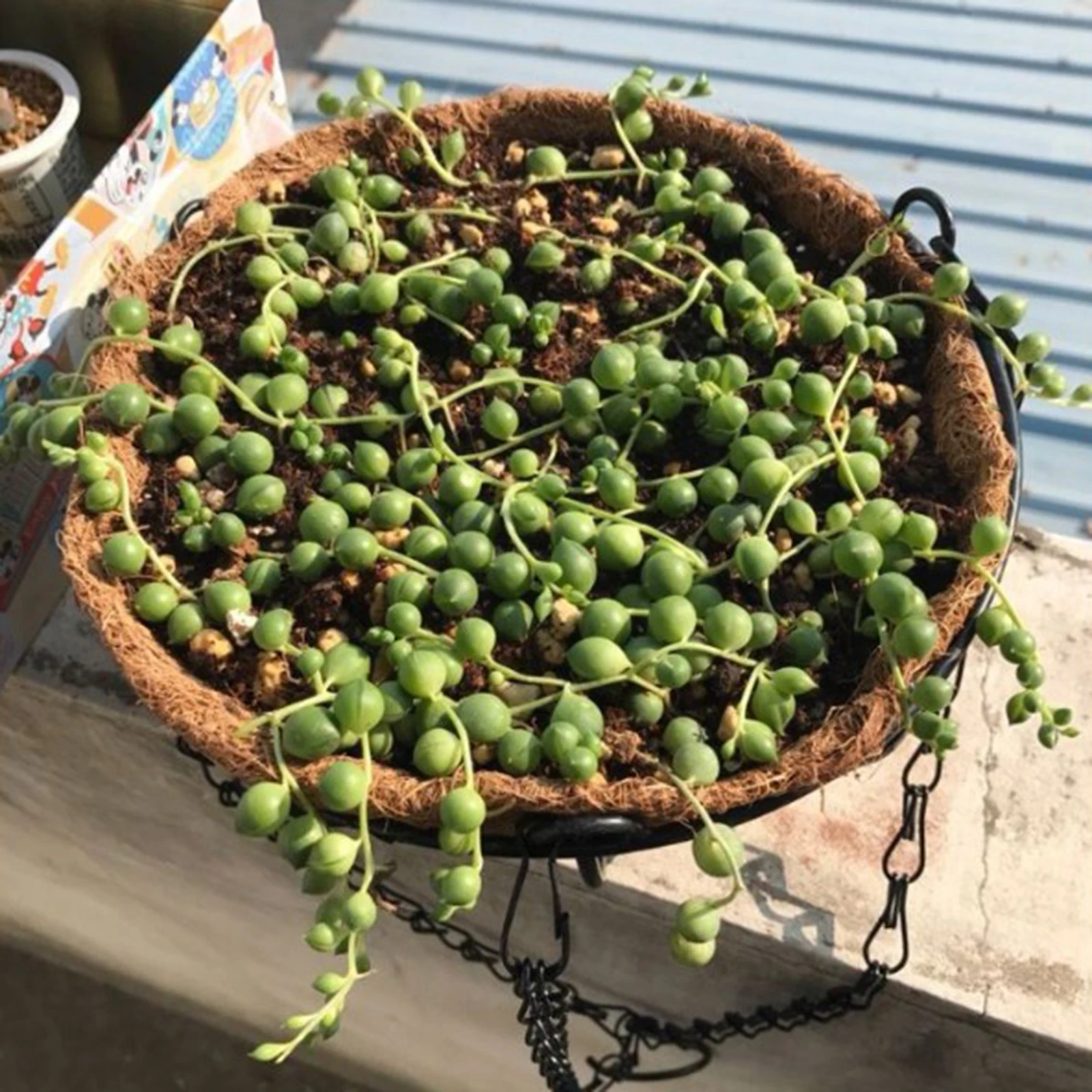 Round Coconut Husk Hanging Basket Planter Outdoor Plant Flower Pot Vase for Porch Balcony Decoration