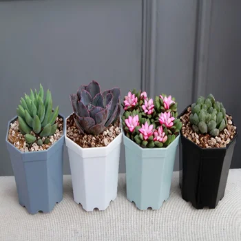 

5 Pack Plastic Octagonal Flower Pot Creative Thickened Succulent Flower Pot Balcony Flower White Elegant Plastic Flower Pot M