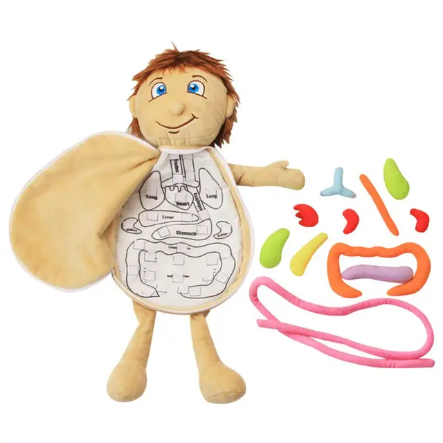 Human Body Model Anatomy Doll Soft Doll Toy Anatomical Medical Internal Organs Awareness Learn Early Education Toy For Preschool 5