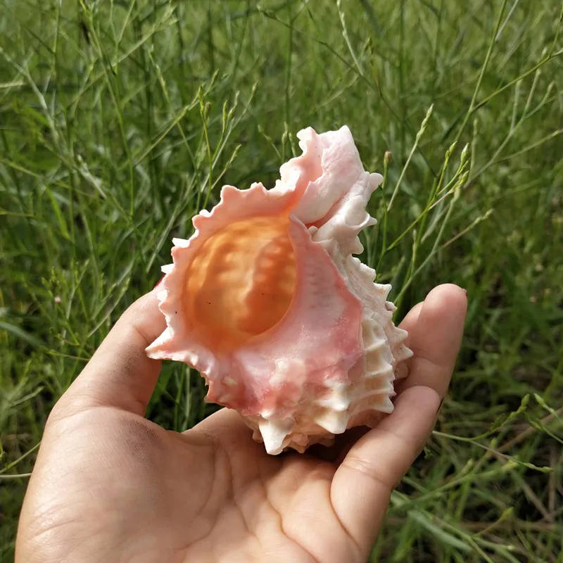 1 шт. натуральный морской Seashell Розовый раковины орнамент Пляж Свадьба оболочка Ремесло Декор морская волна звук Creatives Conch подарки для детей