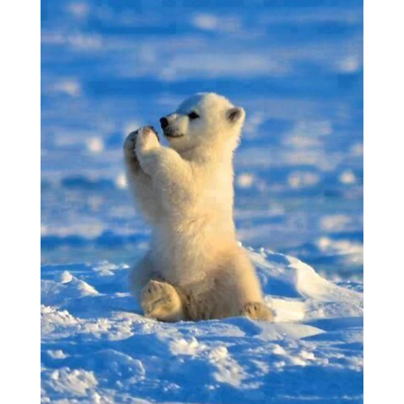 c5780a349efdebf58a5cc182d2a56dc0--baby-polar-bears-oso-polar